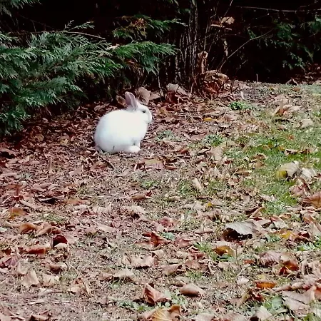 فندق Il Bianconiglio R&b