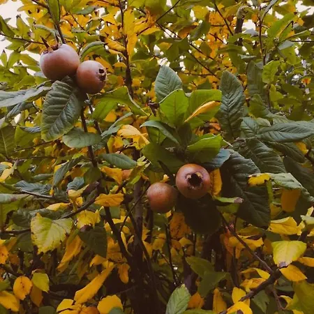 Il Bianconiglio R&b Carraie