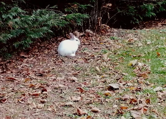 ホテル Il Bianconiglio R&b