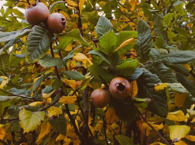 Il Bianconiglio R&b Carraie