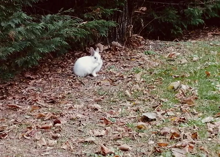 Il Bianconiglio R&b Otel